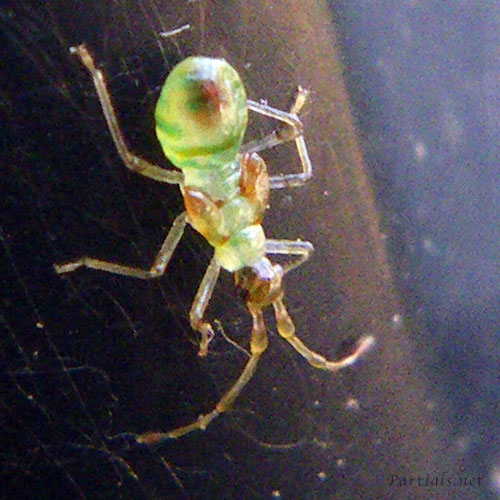クスベニヒラタカスミカメ幼虫